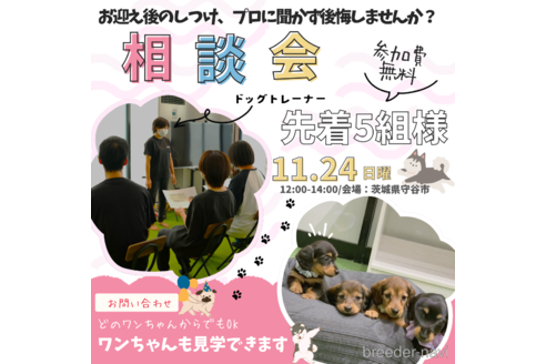 成約済の茨城県のミニチュアダックスフンド(ロングヘアード)-349849の4枚目
